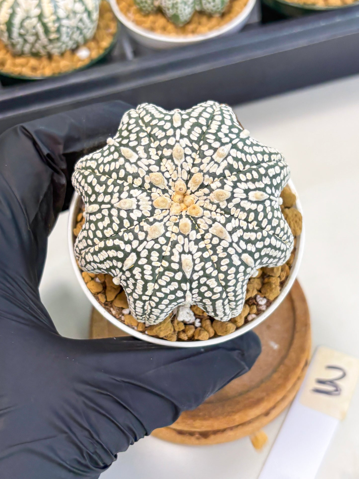 Astrophytum Star Shape (at2) (g3) | Japanese Import