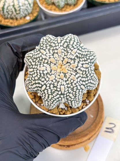 Astrophytum Star Shape (at2) (g3) | Japanese Import