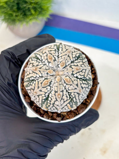 Astrophytum V Type (at5) (15) |  Sea urchin cactus