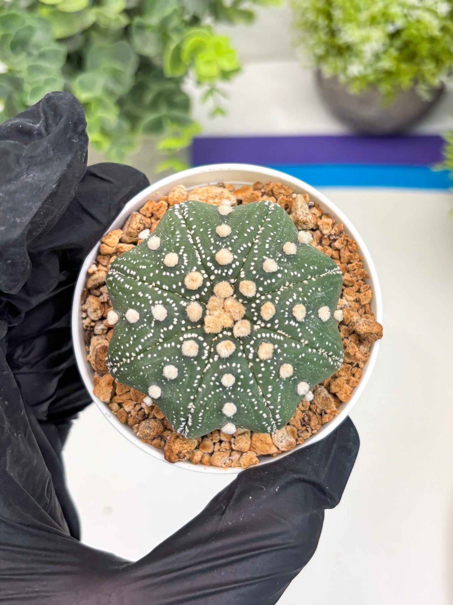 Astrophytum Star Shape (t3) (r5) | 3" Pot