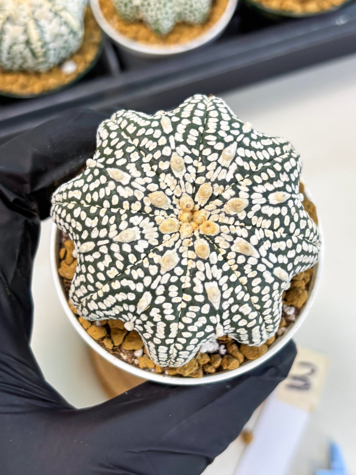 Astrophytum Star Shape (at2) (g3) | Japanese Import