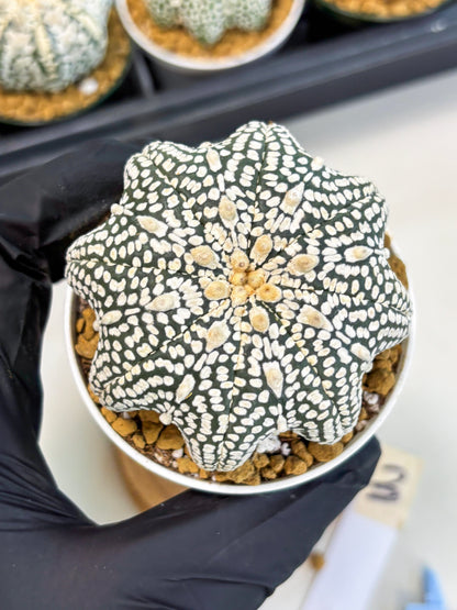 Astrophytum Star Shape (at2) (g3) | Japanese Import