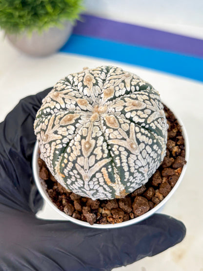 Astrophytum V Type (at5) (15) |  Sea urchin cactus