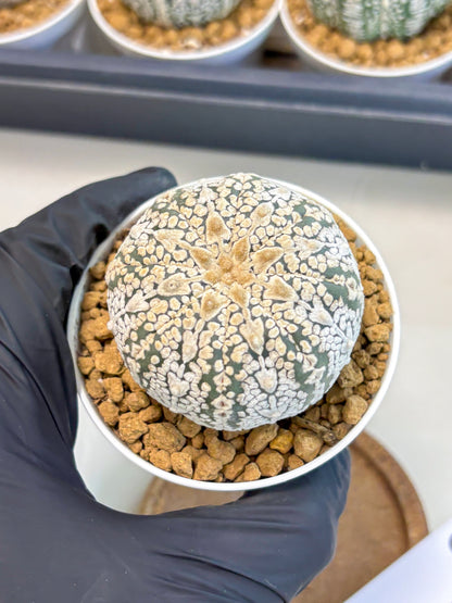 Astrophytum V-Type (at5) (y6) | Rare imported Plant
