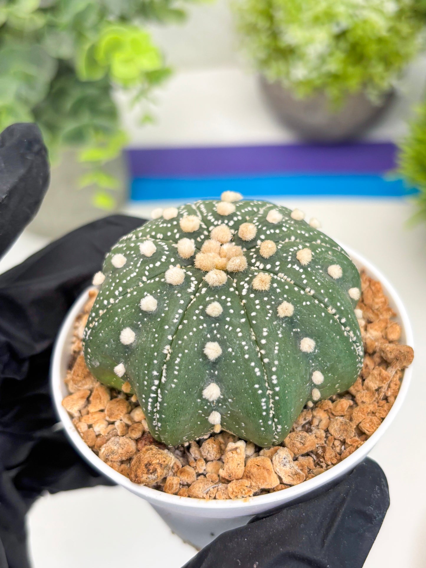 Astrophytum Star Shape (t3) (r5) | 3" Pot