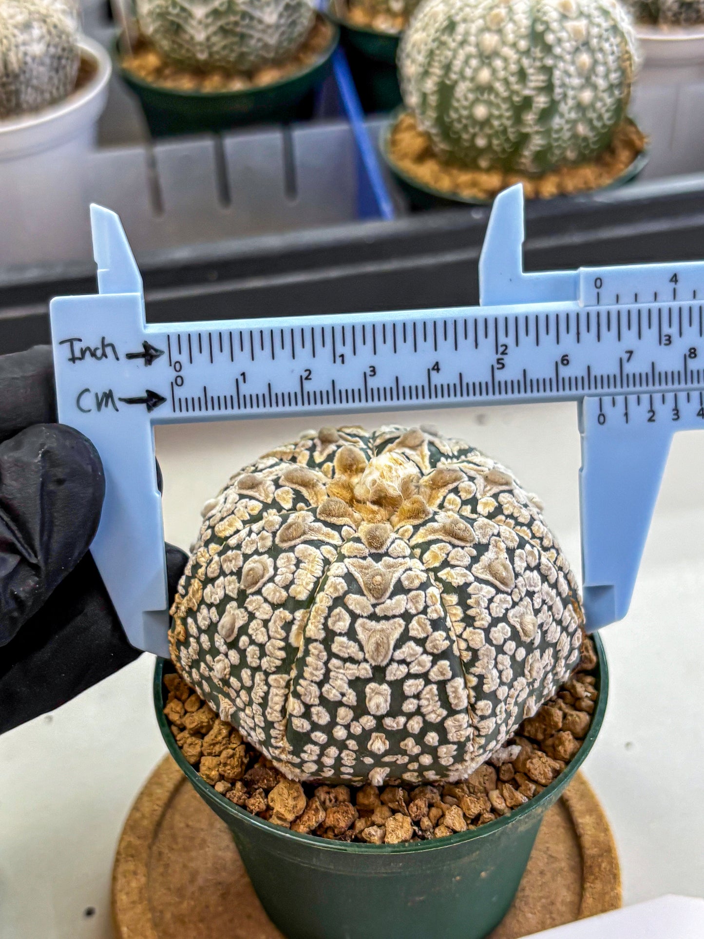 Astrophytum V Type (at2) (16) | Live Plant | Rare Collection