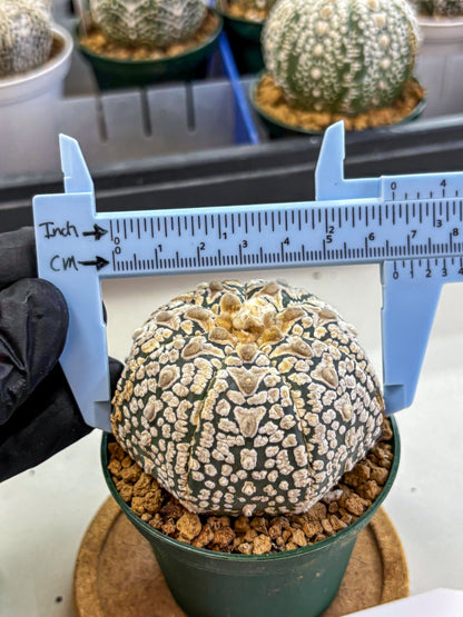 Astrophytum V Type (at2) (16) | Live Plant | Rare Collection