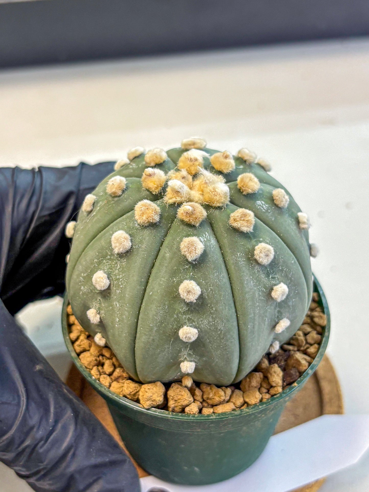 Astrophytum Oobito Nudum (at9) (16) | Cactus Plant