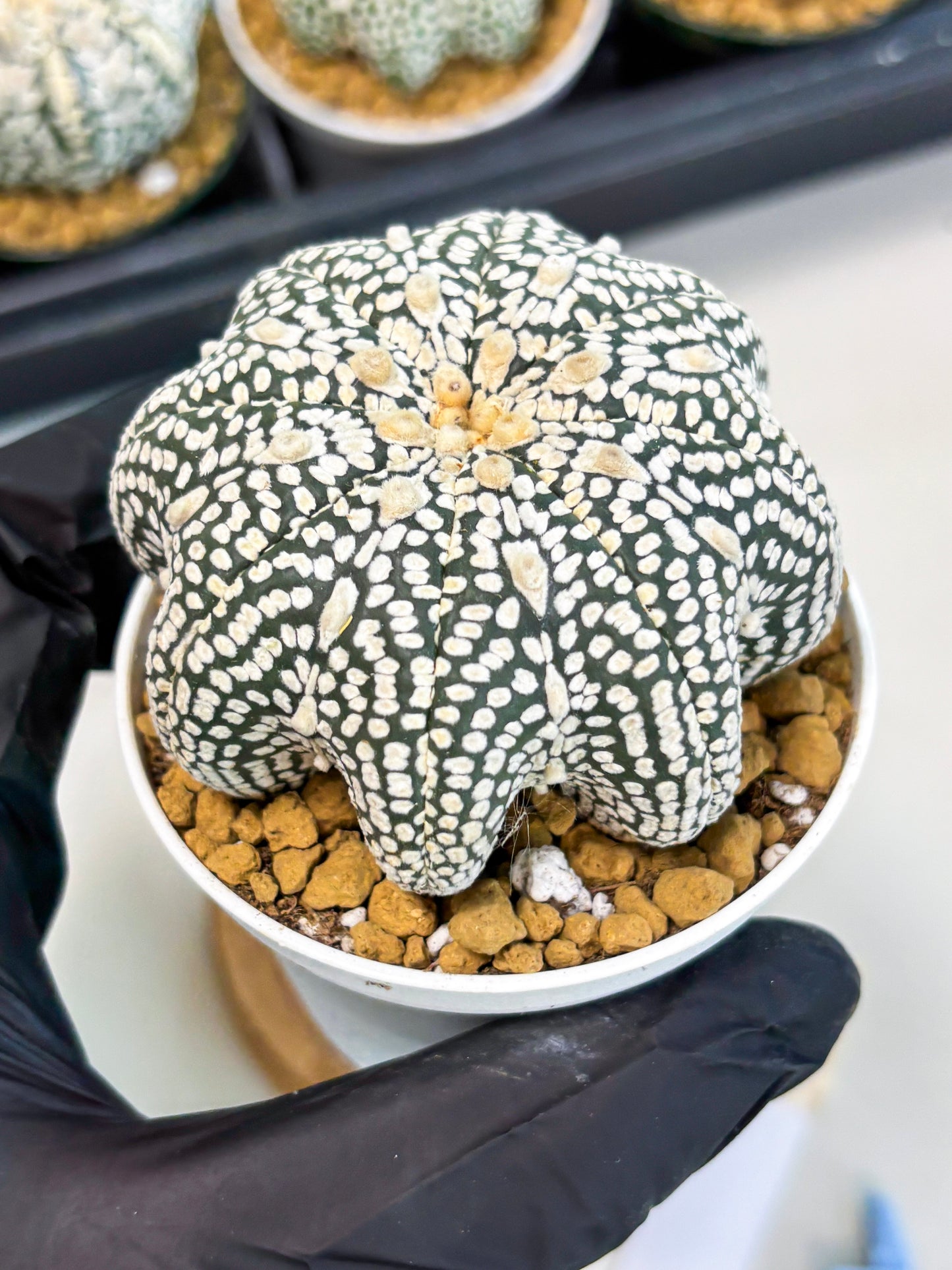 Astrophytum Star Shape (at2) (g3) | Japanese Import