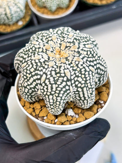 Astrophytum Star Shape (at2) (g3) | Japanese Import