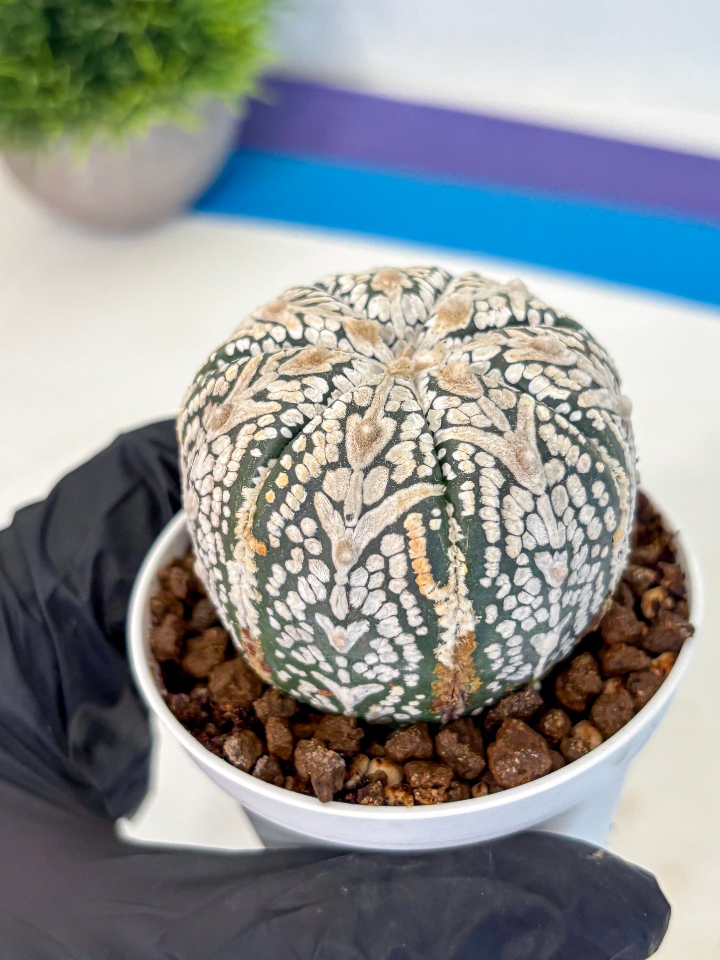 Astrophytum V Type (at5) (15) |  Sea urchin cactus