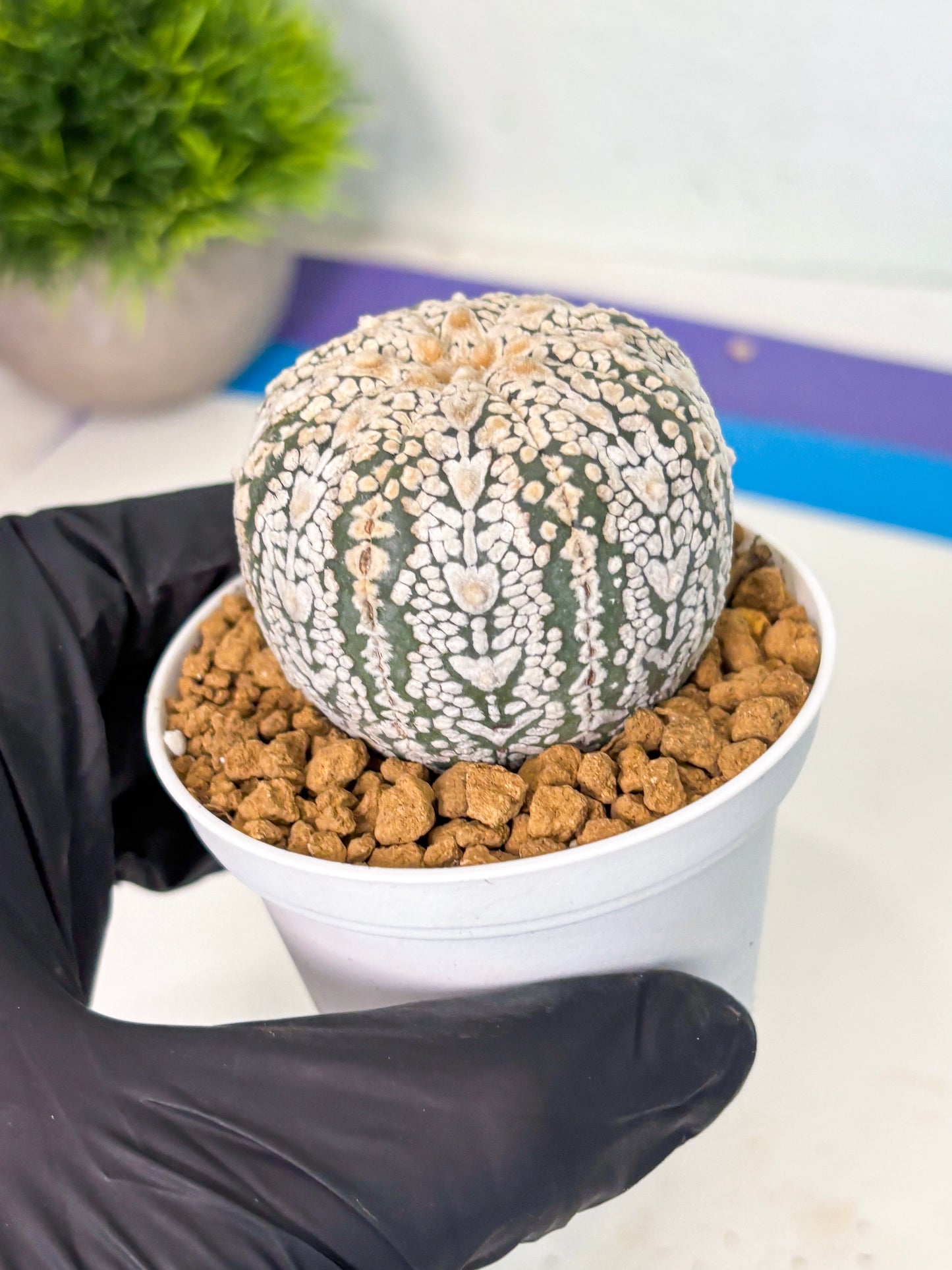 Astrophytum V-Type (at5) (y6) | Rare imported Plant