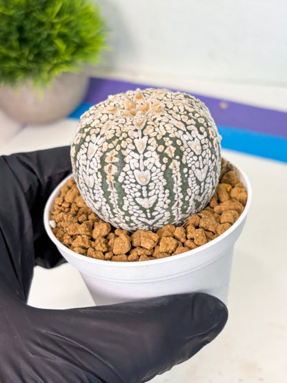 Astrophytum V-Type (at5) (y6) | Rare imported Plant