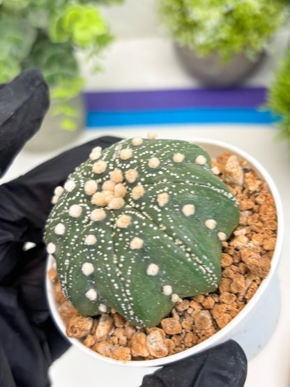 Astrophytum Star Shape (t3) (r5) | 3" Pot
