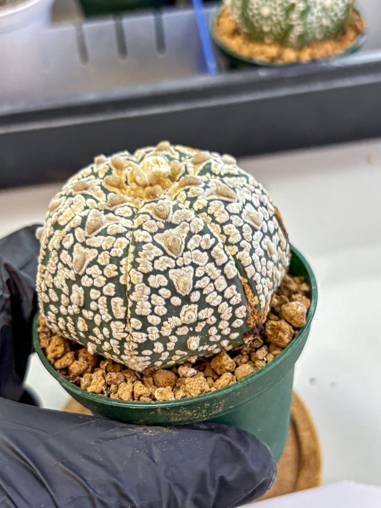 Astrophytum V Type (at2) (16) | Live Plant | Rare Collection