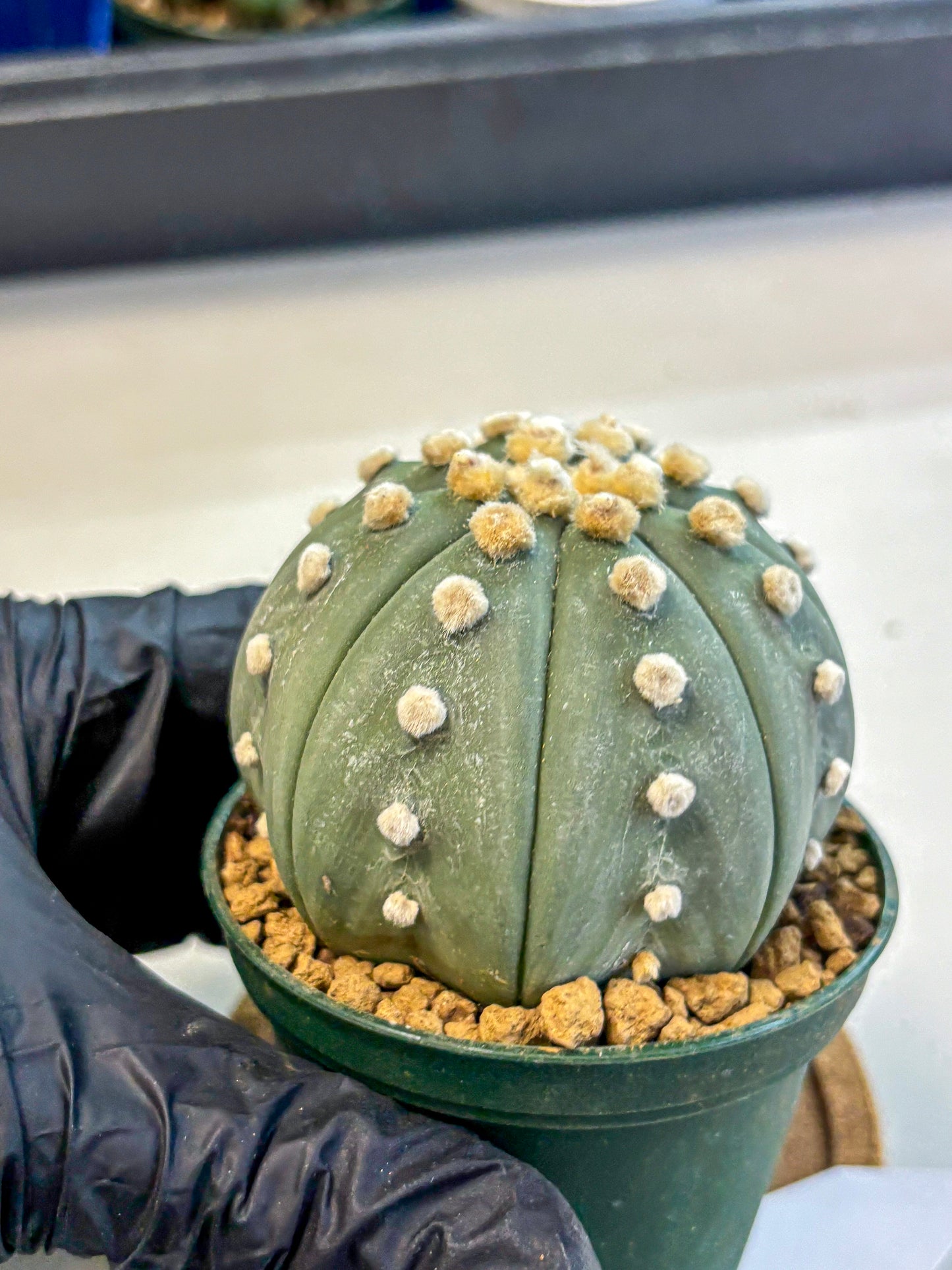 Astrophytum Oobito Nudum (at9) (16) | Cactus Plant
