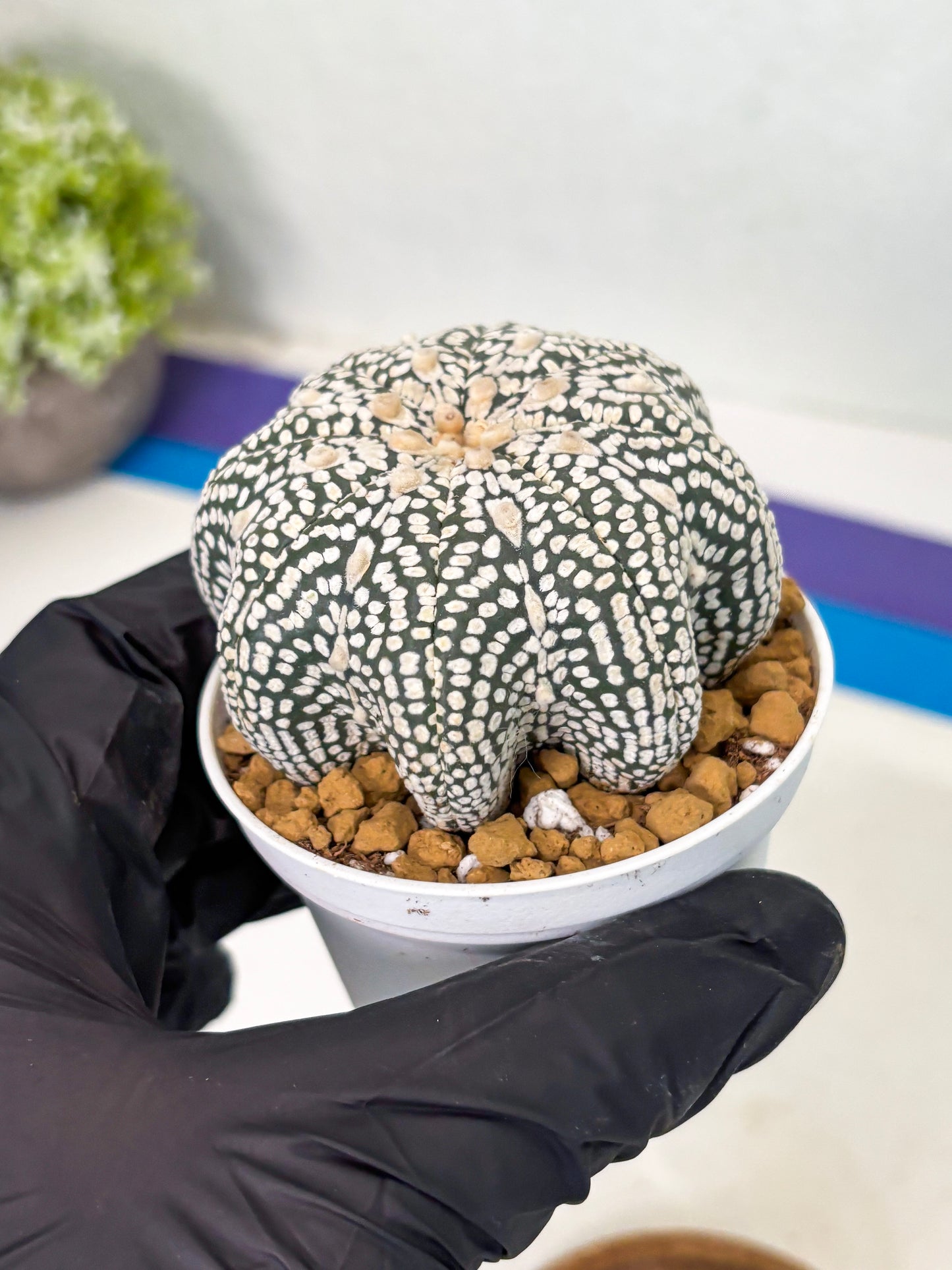 Astrophytum Star Shape (at2) (g3) | Japanese Import