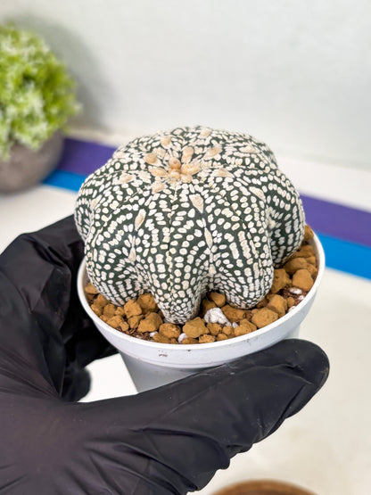Astrophytum Star Shape (at2) (g3) | Japanese Import