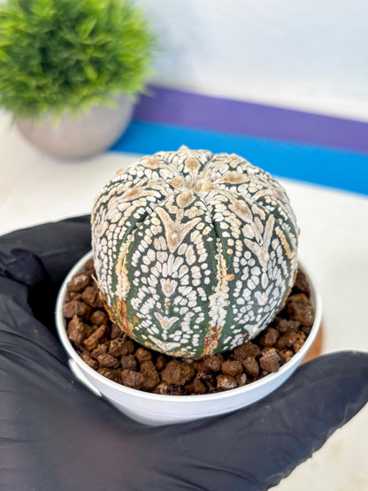 Astrophytum V Type (at5) (15) |  Sea urchin cactus