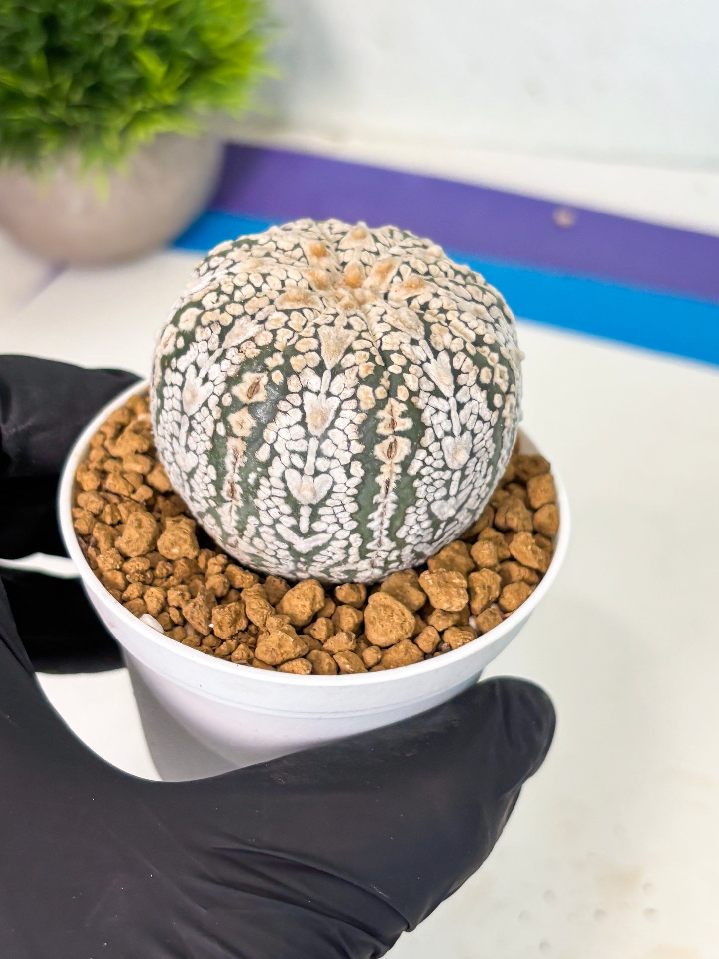 Astrophytum V-Type (at5) (y6) | Rare imported Plant