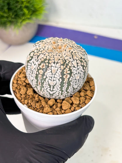 Astrophytum V-Type (at5) (y6) | Rare imported Plant