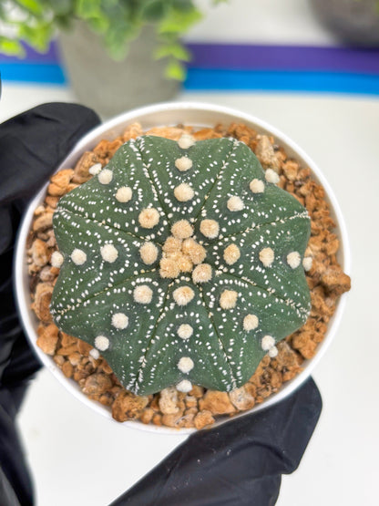 Astrophytum Star Shape (t3) (r5) | 3" Pot