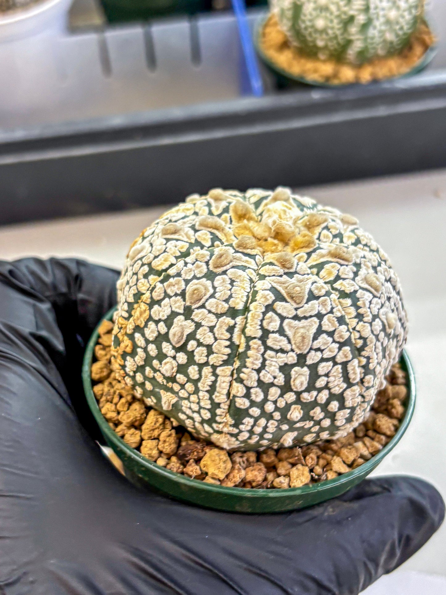 Astrophytum V Type (at2) (16) | Live Plant | Rare Collection
