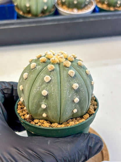 Astrophytum Oobito Nudum (at9) (16) | Cactus Plant