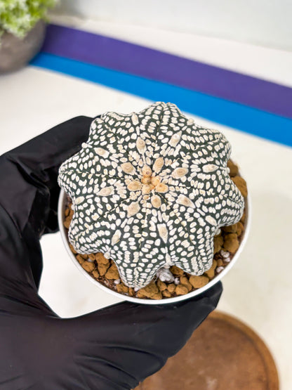 Astrophytum Star Shape (at2) (g3) | Japanese Import