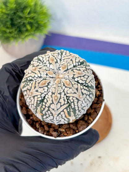 Astrophytum V Type (at5) (15) |  Sea urchin cactus