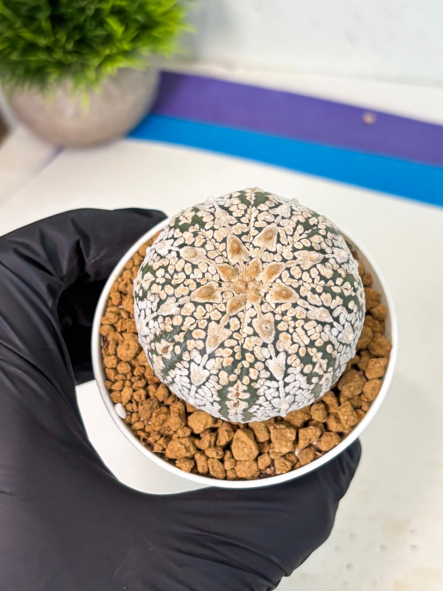 Astrophytum V-Type (at5) (y6) | Rare imported Plant