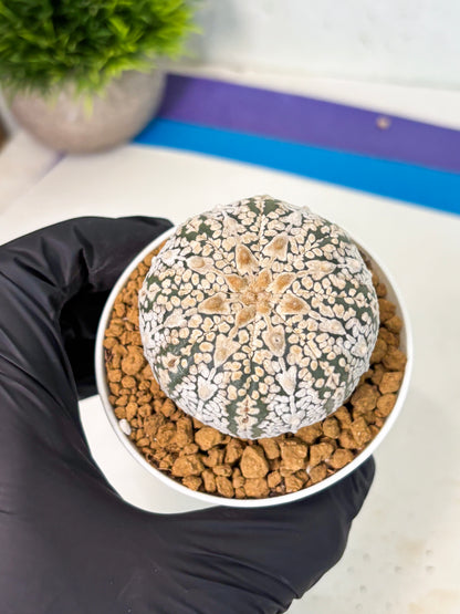 Astrophytum V-Type (at5) (y6) | Rare imported Plant