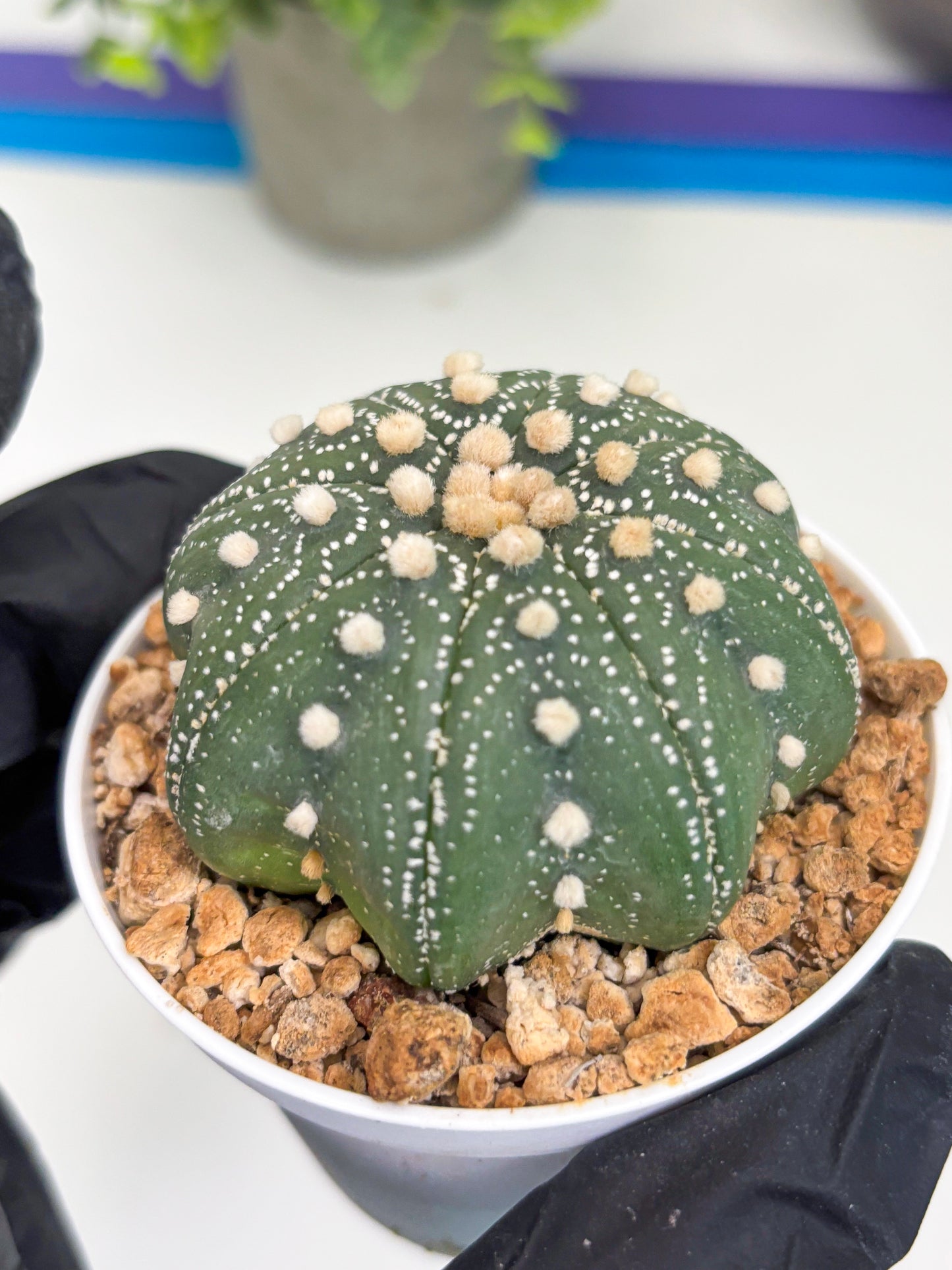 Astrophytum Star Shape (t3) (r5) | 3" Pot