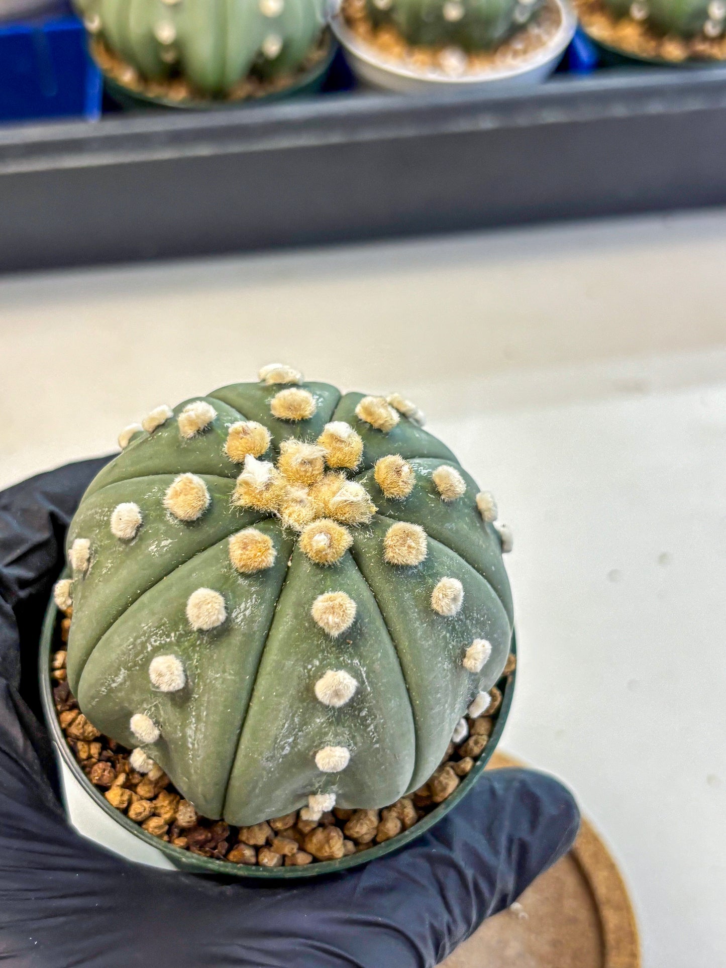 Astrophytum Oobito Nudum (at9) (16) | Cactus Plant