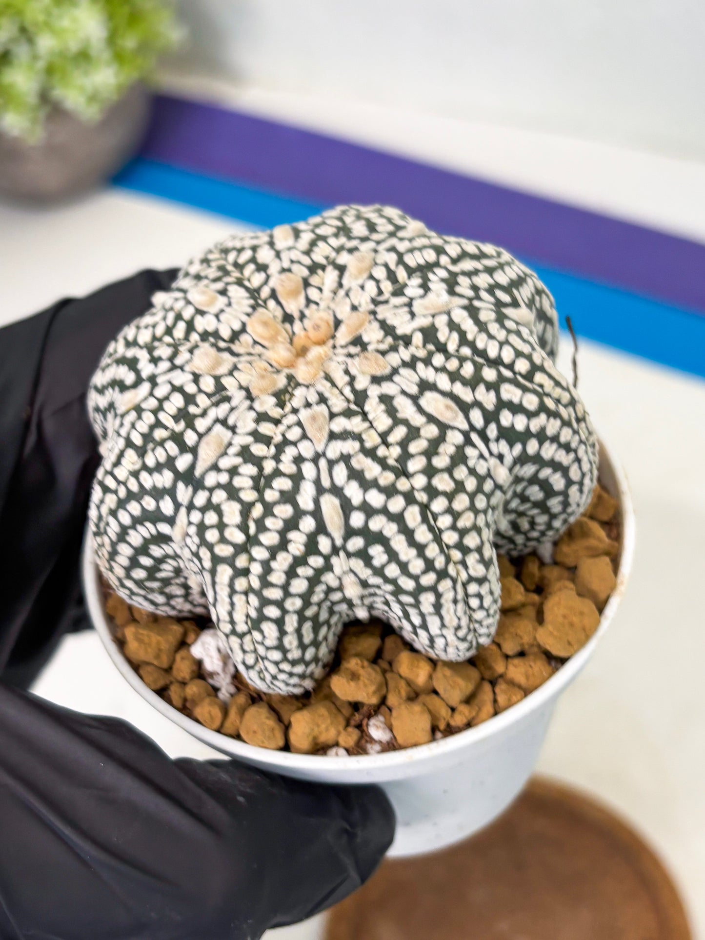 Astrophytum Star Shape (at2) (g3) | Japanese Import