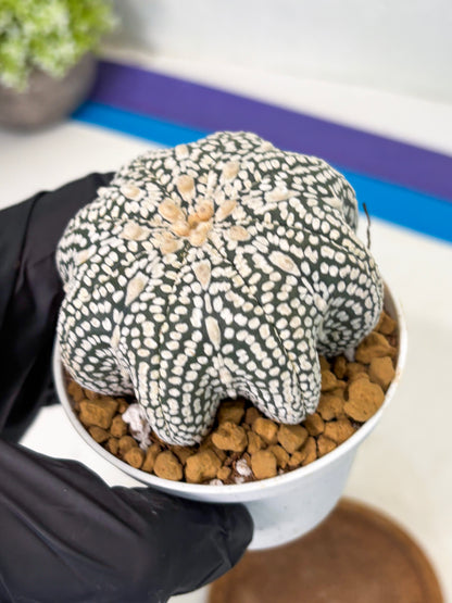Astrophytum Star Shape (at2) (g3) | Japanese Import