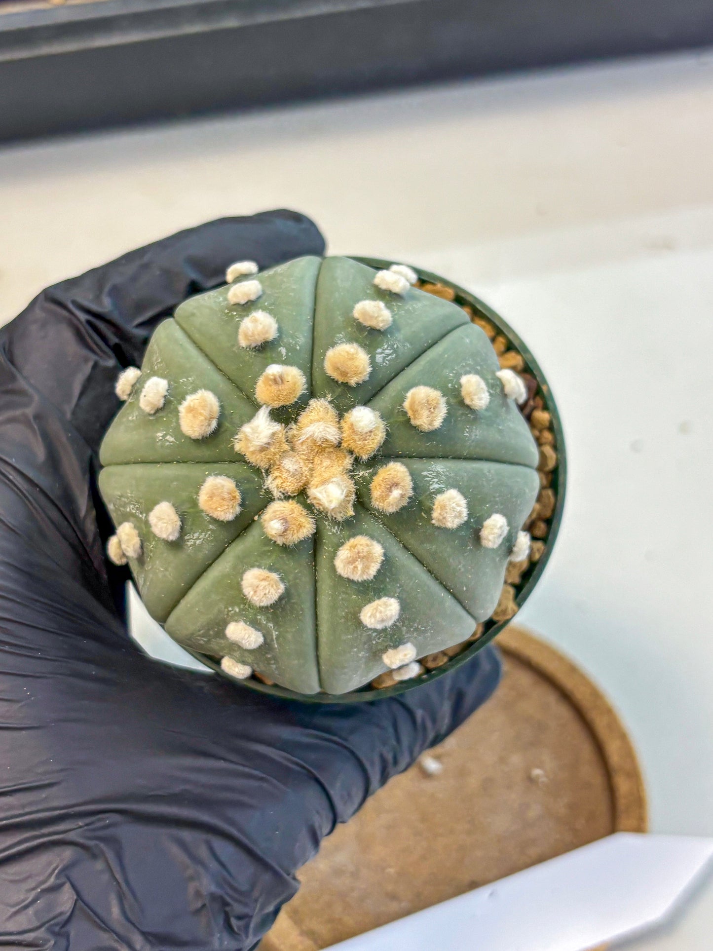 Astrophytum Oobito Nudum (at9) (16) | Cactus Plant