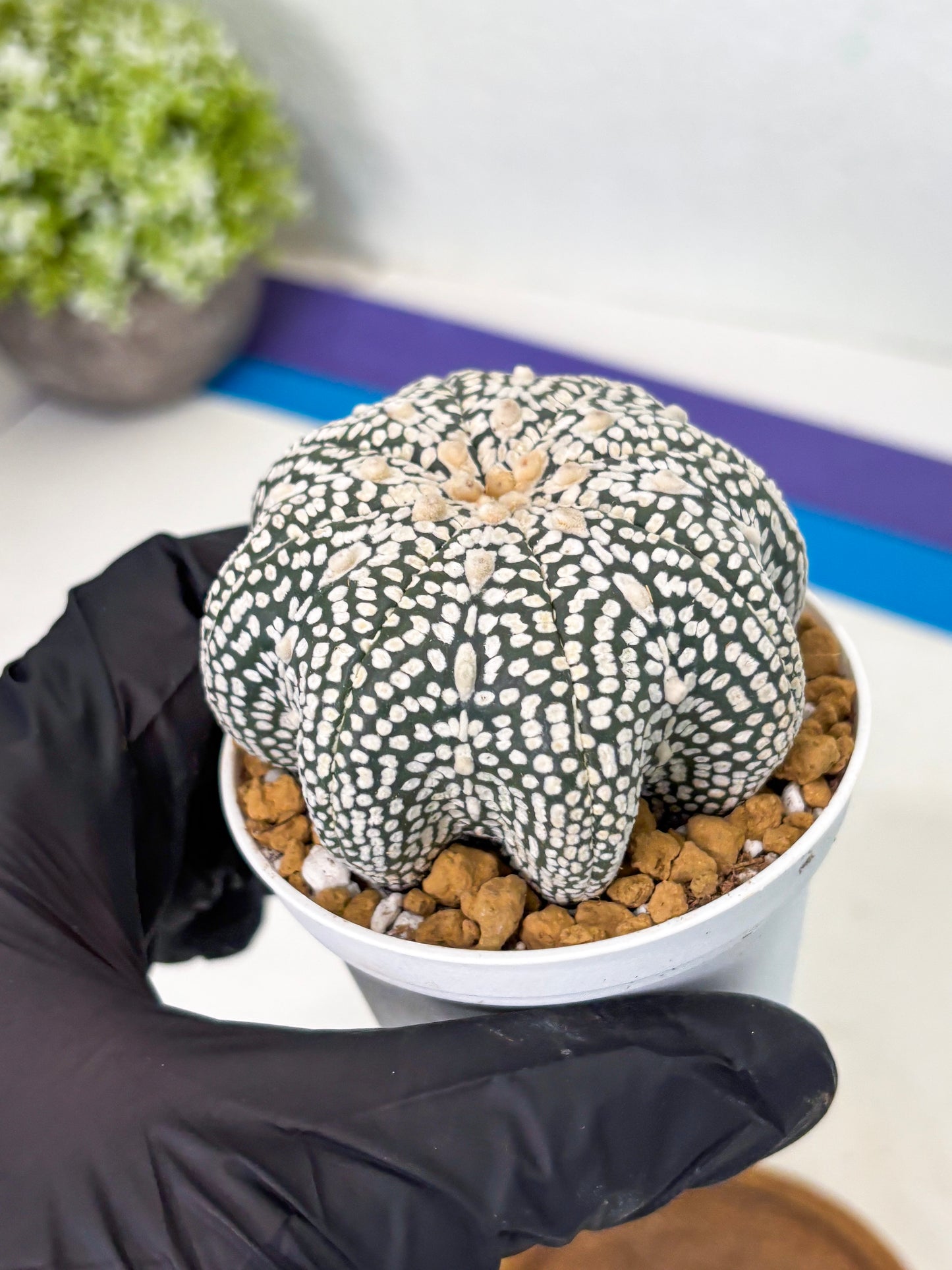 Astrophytum Star Shape (at2) (g3) | Japanese Import