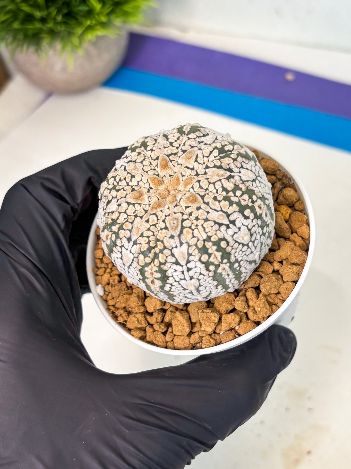 Astrophytum V-Type (at5) (y6) | Rare imported Plant