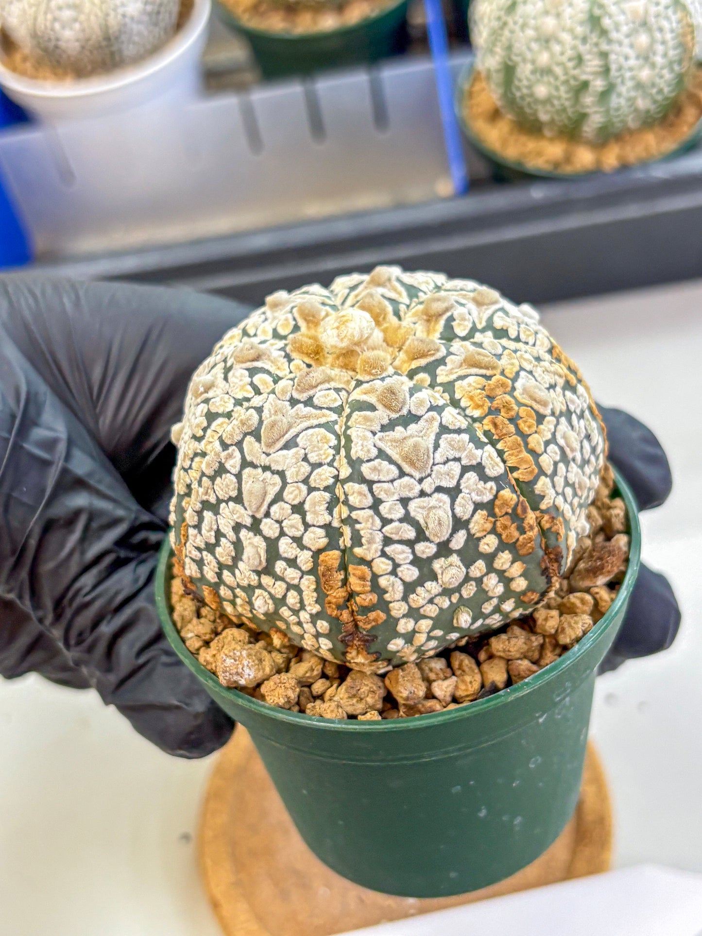 Astrophytum V Type (at2) (16) | Live Plant | Rare Collection