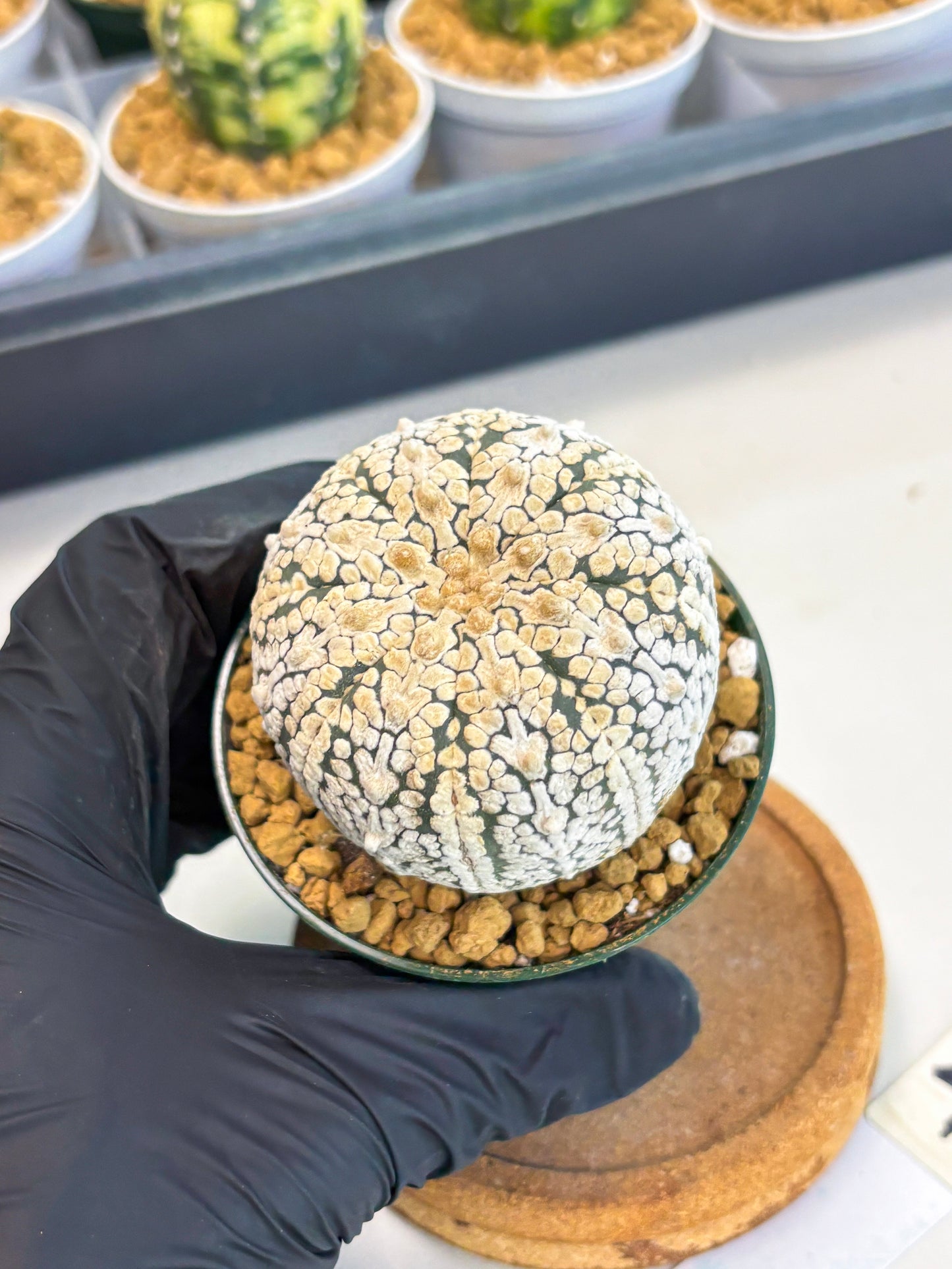Astrophytum V-Type (at1) (p4) | Imported Cactus