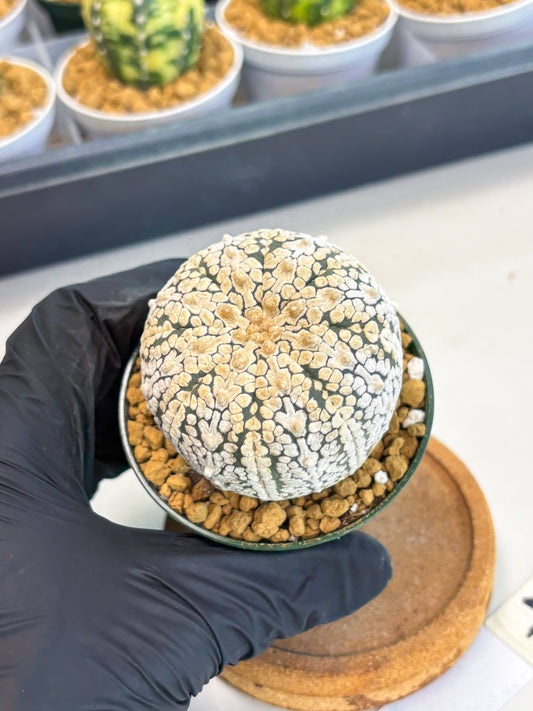 Astrophytum V-Type (at1) (p4) | Imported Cactus