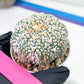 Astrophytum V-Type (#T4A) | Las Vegas Plant Shop | 3" Pot