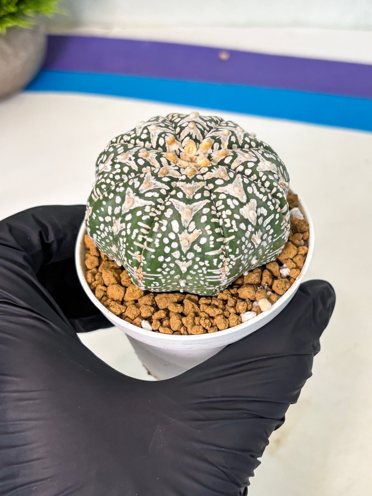 Astrophytum V-Type (at5) (p1) | Rare imported Plant