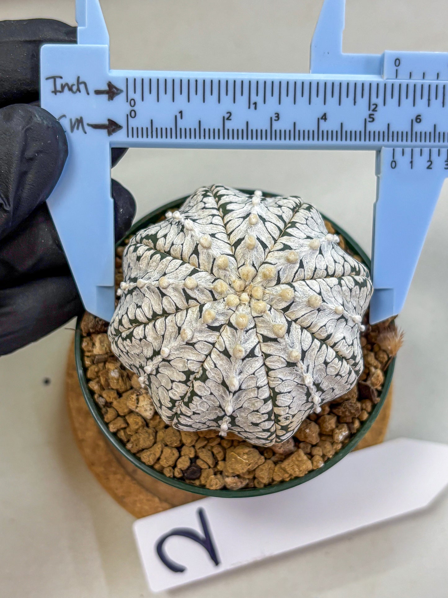 Astrophytum V Type (at2) (02) | Live Plant | Rare Collection