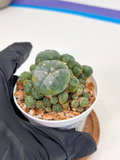Spineless Cactus (Lo1) (p2) | For Advanced Growers