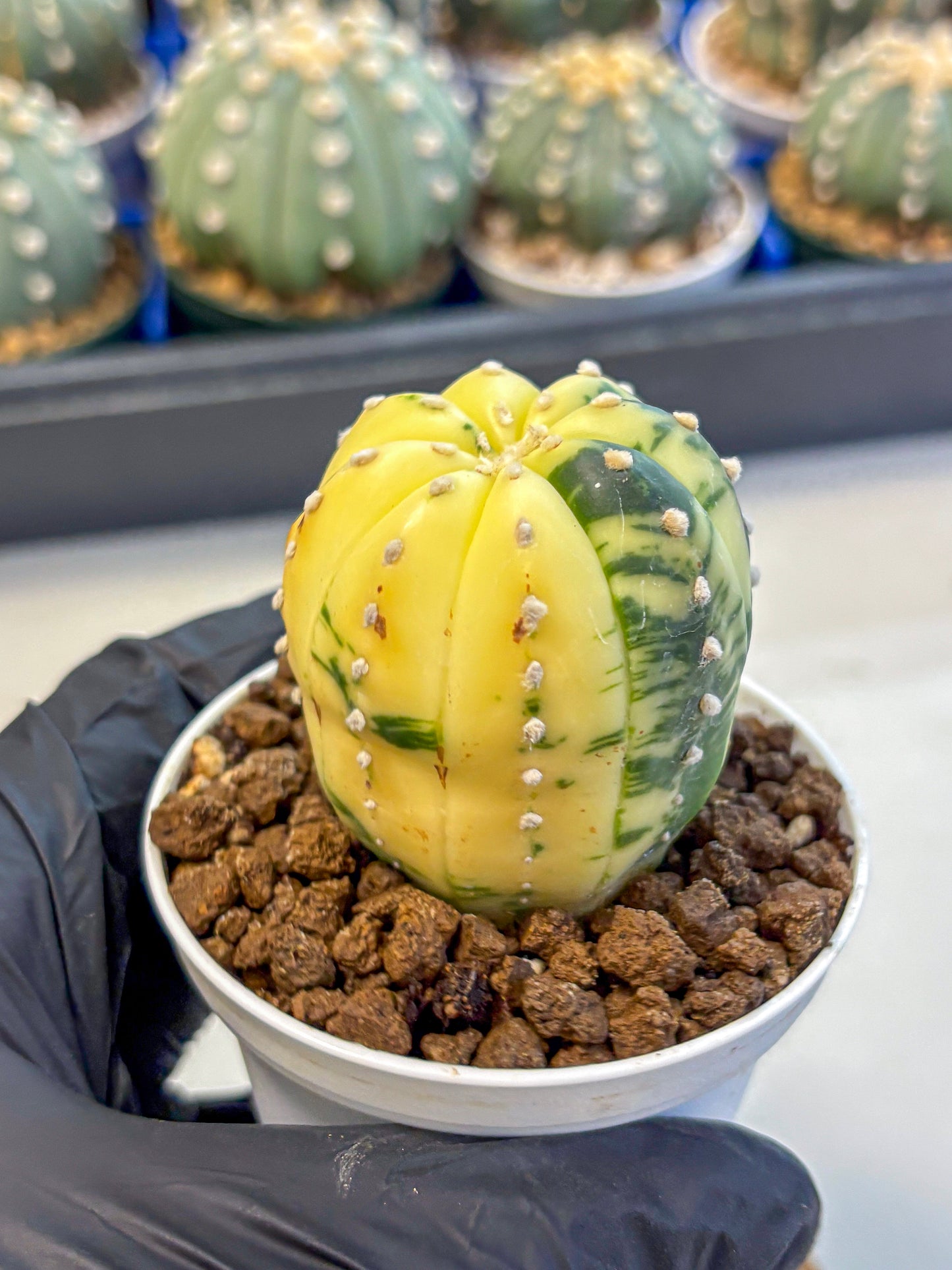 Astrophytum Variegated (at9) (02) | Rare Plant | Live Cactus