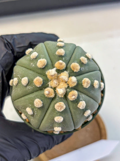 Astrophytum Oobito Nudum (at9) (16) | Cactus Plant