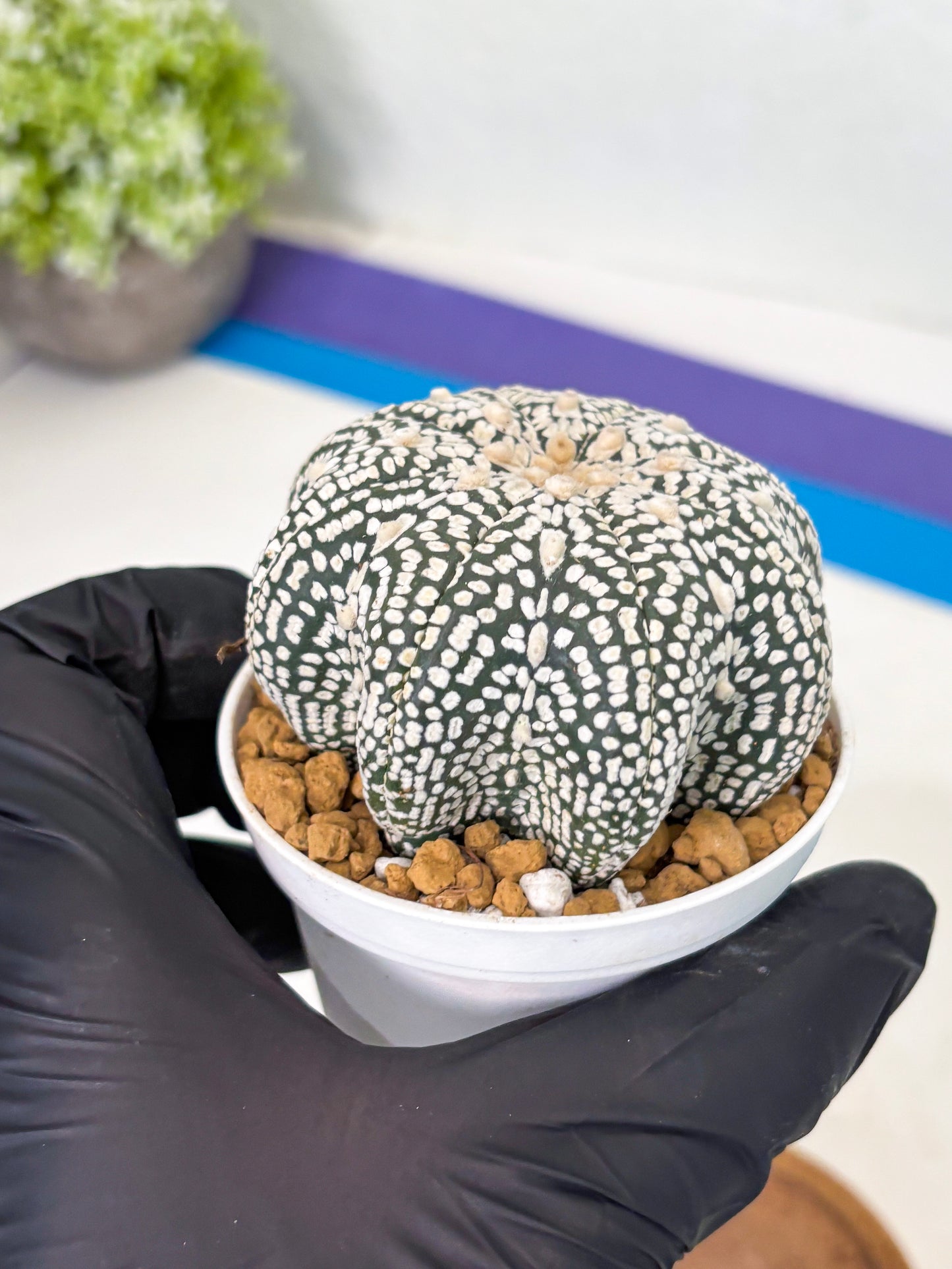 Astrophytum Star Shape (at2) (g3) | Japanese Import