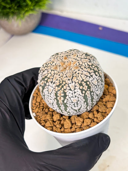 Astrophytum V-Type (at5) (y6) | Rare imported Plant